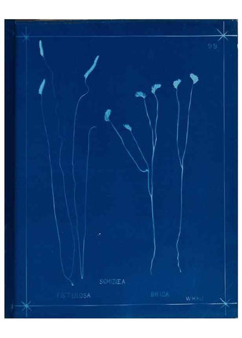 Reproducción/Reproduction 49805417208: [New Zealand ferns]. Auckland, New ZealandDobbie, H. B.1880. 