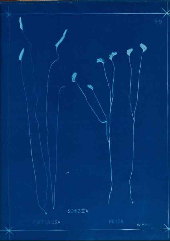 Reproducción/Reproduction 49805417208: [New Zealand ferns]. Auckland, New ZealandDobbie, H. B.1880. 