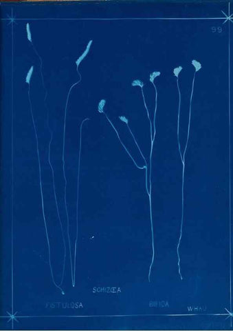 Reproducción/Reproduction 49805417208: [New Zealand ferns]. Auckland, New ZealandDobbie, H. B.1880. 