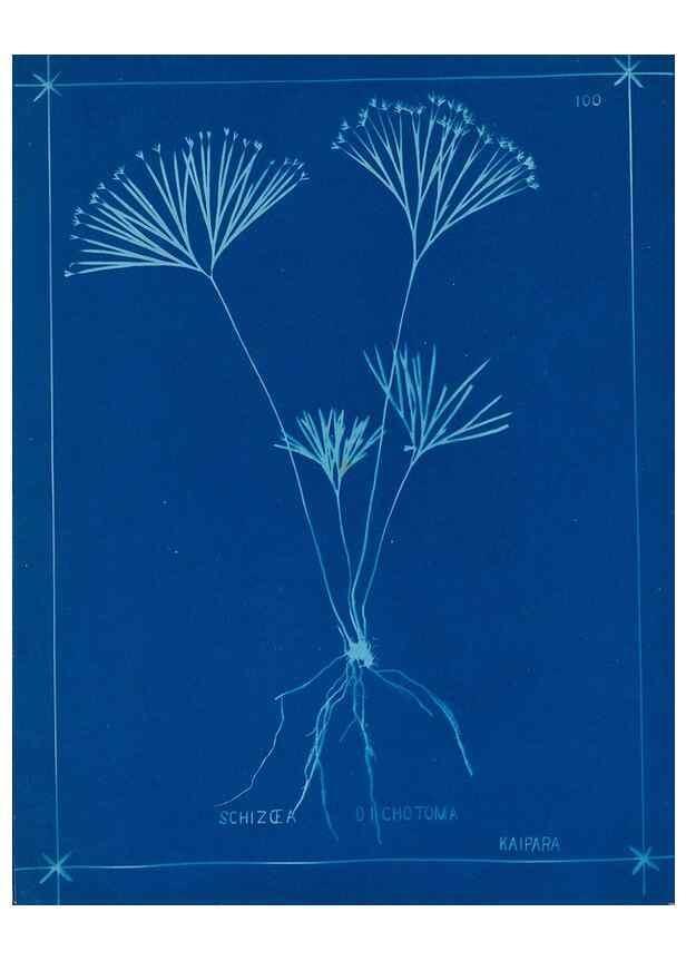 Reproducción/Reproduction 49805417618: [New Zealand ferns]. Auckland, New ZealandDobbie, H. B.1880. 