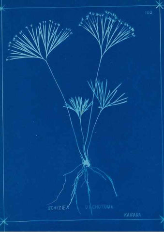Reproducción/Reproduction 49805417618: [New Zealand ferns]. Auckland, New ZealandDobbie, H. B.1880. 