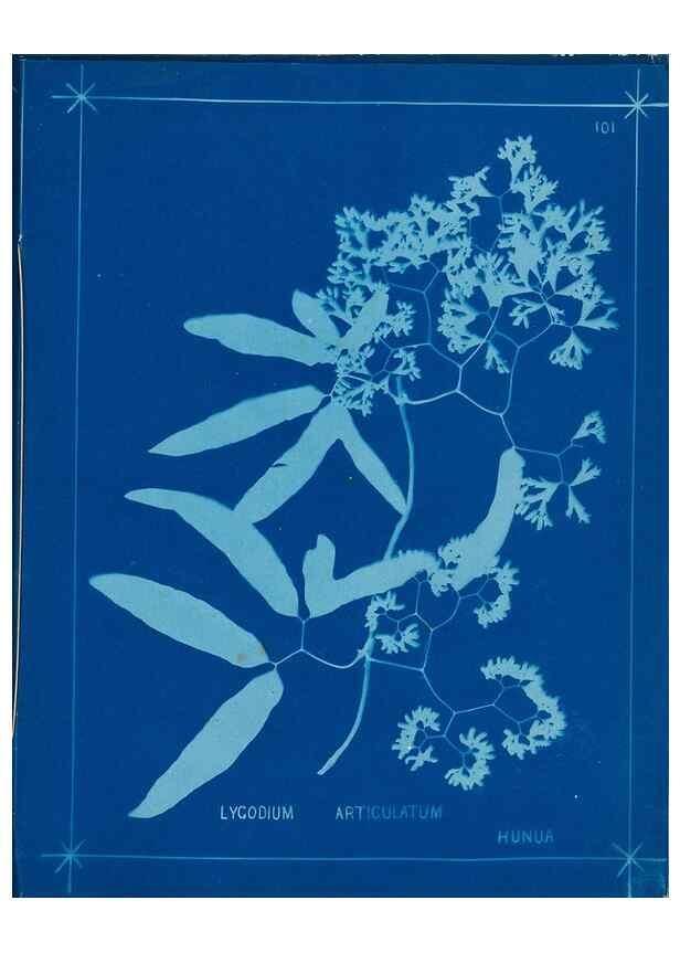 Reproducción/Reproduction 49806283182: [New Zealand ferns]. Auckland, New ZealandDobbie, H. B.1880. 