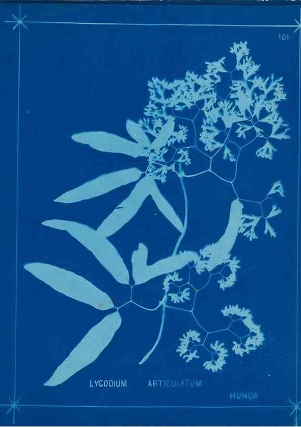 Reproducción/Reproduction 49806283182: [New Zealand ferns]. Auckland, New ZealandDobbie, H. B.1880. 