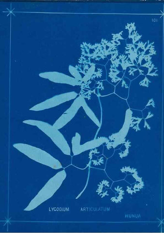 Reproducción/Reproduction 49806283182: [New Zealand ferns]. Auckland, New ZealandDobbie, H. B.1880. 