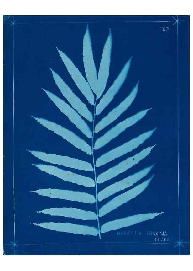 Reproducción/Reproduction 49805418343: [New Zealand ferns]. Auckland, New ZealandDobbie, H. B.1880. 