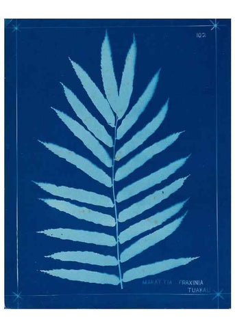 Reproducción/Reproduction 49805418343: [New Zealand ferns]. Auckland, New ZealandDobbie, H. B.1880. 