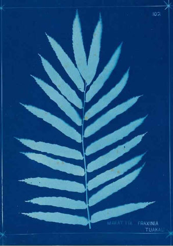 Reproducción/Reproduction 49805418343: [New Zealand ferns]. Auckland, New ZealandDobbie, H. B.1880. 
