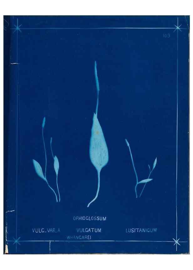 Reproducción/Reproduction 49805974196: [New Zealand ferns]. Auckland, New ZealandDobbie, H. B.1880. 