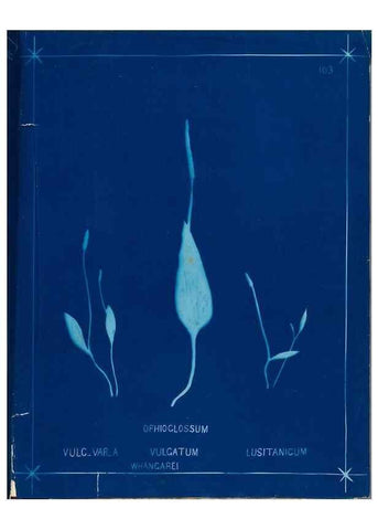 Reproducción/Reproduction 49805974196: [New Zealand ferns]. Auckland, New ZealandDobbie, H. B.1880. 