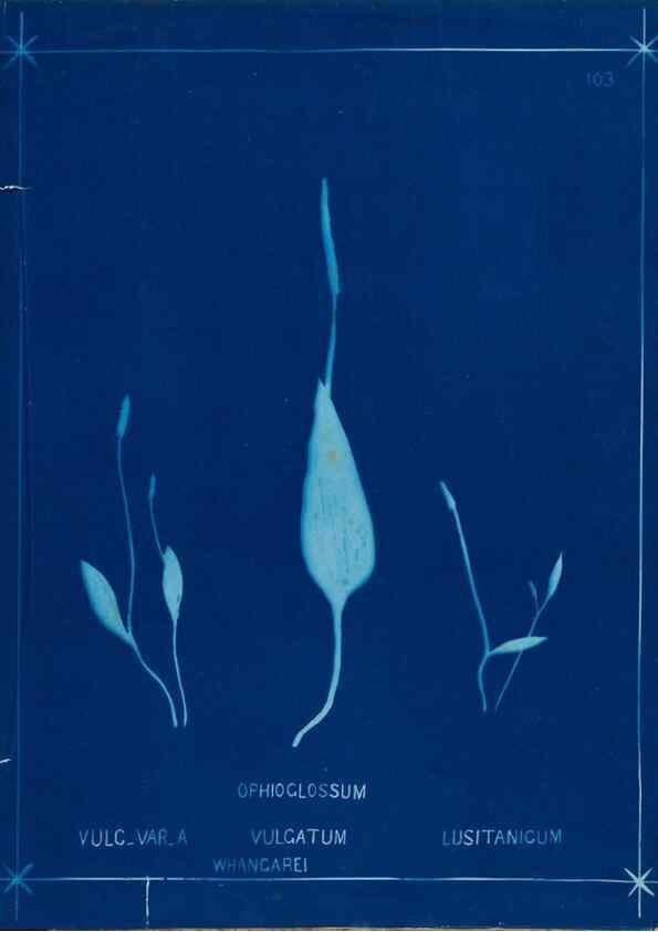 Reproducción/Reproduction 49805974196: [New Zealand ferns]. Auckland, New ZealandDobbie, H. B.1880. 