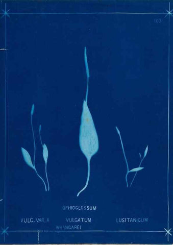 Reproducción/Reproduction 49805974196: [New Zealand ferns]. Auckland, New ZealandDobbie, H. B.1880. 