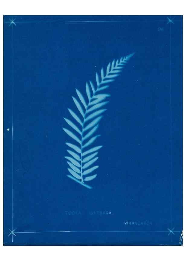 Reproducción/Reproduction 49805971106: [New Zealand ferns]. Auckland, New ZealandDobbie, H. B.1880. 