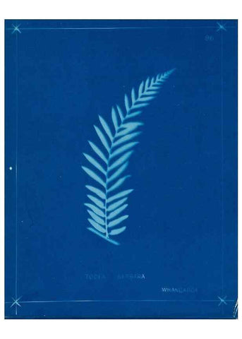 Reproducción/Reproduction 49805971106: [New Zealand ferns]. Auckland, New ZealandDobbie, H. B.1880. 