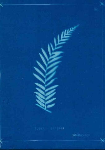 Reproducción/Reproduction 49805971106: [New Zealand ferns]. Auckland, New ZealandDobbie, H. B.1880. 