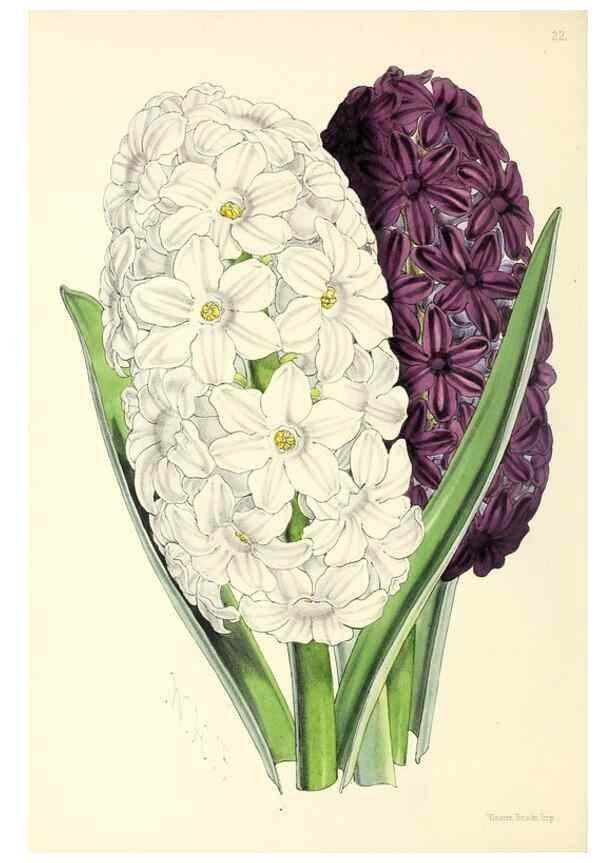 Reproducción/Reproduction 49797868472: The floral magazine;. London,L. Reeve & Co.. 