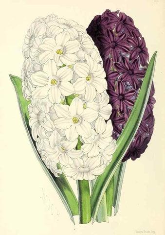 Reproducción/Reproduction 49797868472: The floral magazine;. London,L. Reeve & Co.. 