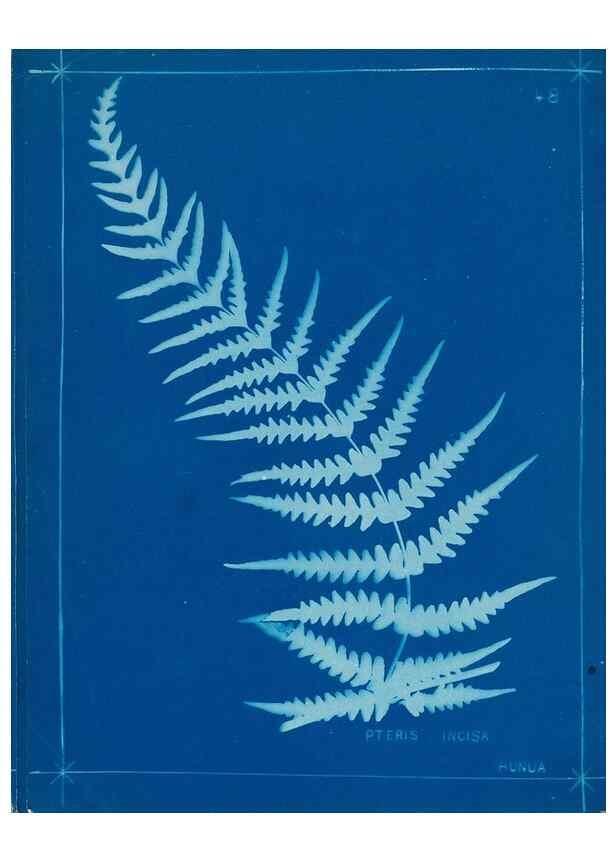 Reproducción/Reproduction 49806251632: [New Zealand ferns]. Auckland, New ZealandDobbie, H. B.1880. 