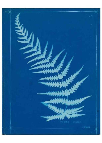 Reproducción/Reproduction 49806251632: [New Zealand ferns]. Auckland, New ZealandDobbie, H. B.1880. 
