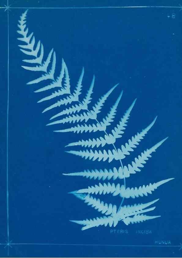 Reproducción/Reproduction 49806251632: [New Zealand ferns]. Auckland, New ZealandDobbie, H. B.1880. 