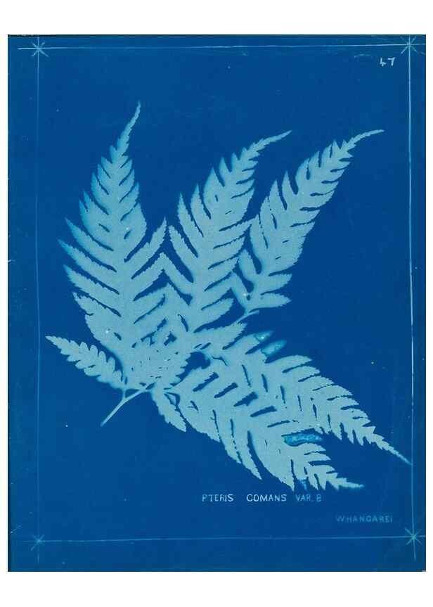 Reproducción/Reproduction 49805385768: [New Zealand ferns]. Auckland, New ZealandDobbie, H. B.1880. 
