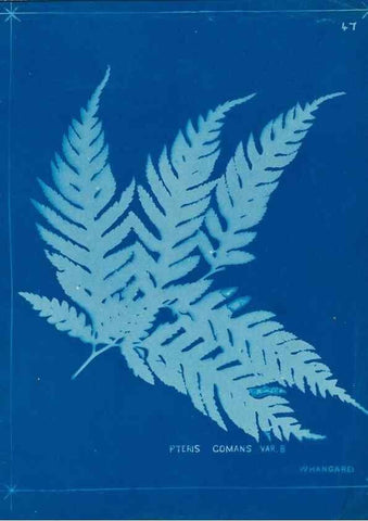 Reproducción/Reproduction 49805385768: [New Zealand ferns]. Auckland, New ZealandDobbie, H. B.1880. 