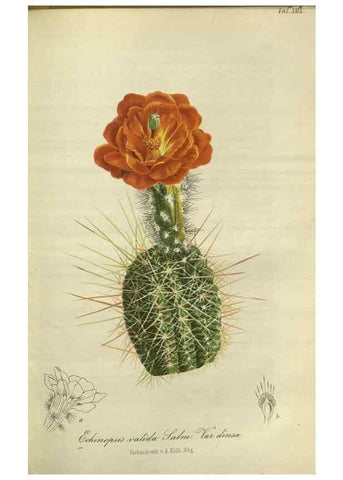 Reproducción/Reproduction 49803150497: Gartenflora.. Erlangen :F. Enke,1852-1940.. 