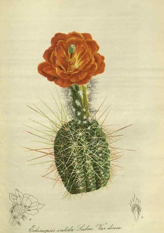 Reproducción/Reproduction 49803150497: Gartenflora.. Erlangen :F. Enke,1852-1940.. 