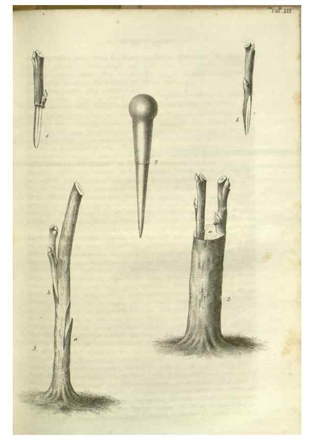 Reproducción/Reproduction 49802848171: Gartenflora.. Erlangen :F. Enke,1852-1940.. 