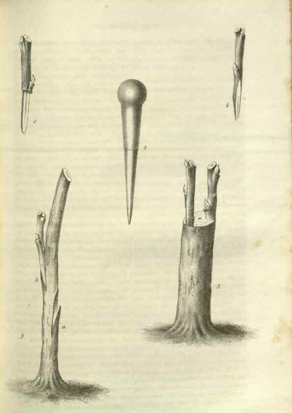 Reproducción/Reproduction 49802848171: Gartenflora.. Erlangen :F. Enke,1852-1940.. 