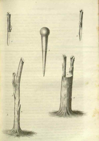 Reproducción/Reproduction 49802848171: Gartenflora.. Erlangen :F. Enke,1852-1940.. 