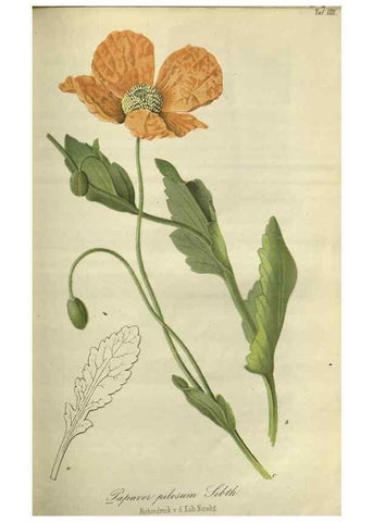 Reproducción/Reproduction 49803151177: Gartenflora.. Erlangen :F. Enke,1852-1940.. 
