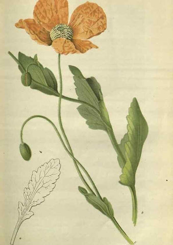 Reproducción/Reproduction 49803151177: Gartenflora.. Erlangen :F. Enke,1852-1940.. 