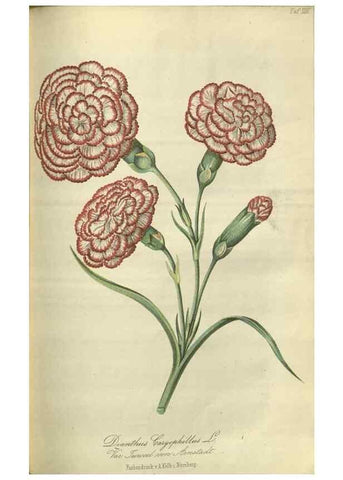 Reproducción/Reproduction 49802296213: Gartenflora.. Erlangen :F. Enke,1852-1940.. 