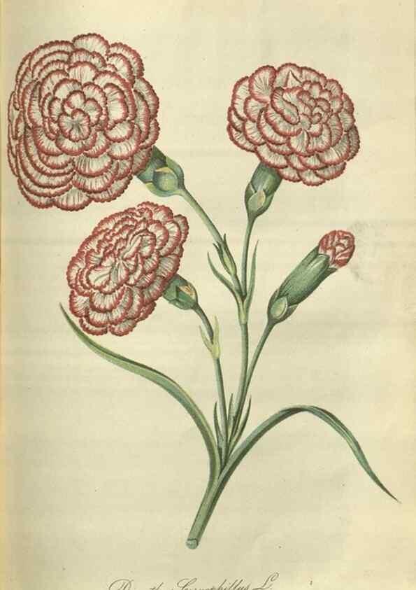 Reproducción/Reproduction 49802296213: Gartenflora.. Erlangen :F. Enke,1852-1940.. 