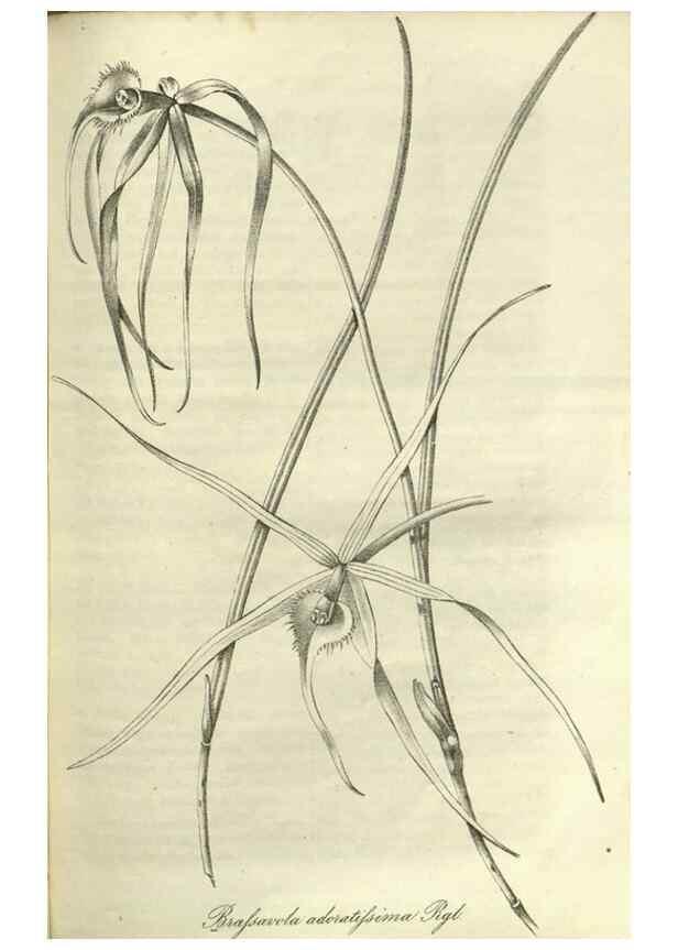 Reproducción/Reproduction 49802296478: Gartenflora.. Erlangen :F. Enke,1852-1940.. 