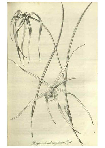 Reproducción/Reproduction 49802296478: Gartenflora.. Erlangen :F. Enke,1852-1940.. 
