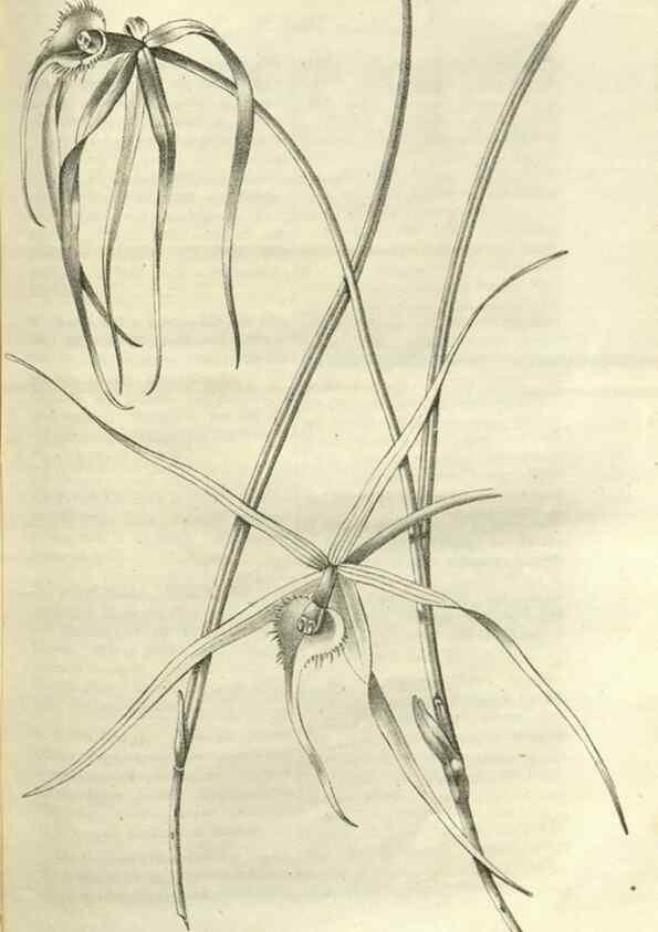 Reproducción/Reproduction 49802296478: Gartenflora.. Erlangen :F. Enke,1852-1940.. 