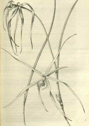 Reproducción/Reproduction 49802296478: Gartenflora.. Erlangen :F. Enke,1852-1940.. 