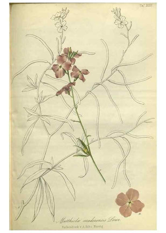 Reproducción/Reproduction 49802296778: Gartenflora.. Erlangen :F. Enke,1852-1940.. 
