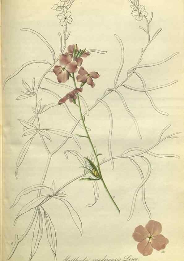 Reproducción/Reproduction 49802296778: Gartenflora.. Erlangen :F. Enke,1852-1940.. 