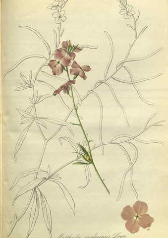Reproducción/Reproduction 49802296778: Gartenflora.. Erlangen :F. Enke,1852-1940.. 