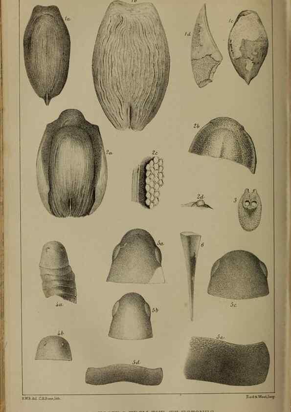 Reproducción/Reproduction 49805027023: The Quarterly journal of the Geological Society of London.. London [etc.]. 