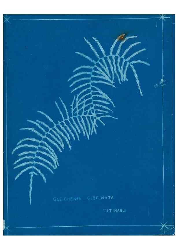 Reproducción/Reproduction 49805923566: [New Zealand ferns]. Auckland, New ZealandDobbie, H. B.1880. 