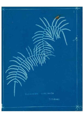 Reproducción/Reproduction 49805923566: [New Zealand ferns]. Auckland, New ZealandDobbie, H. B.1880. 