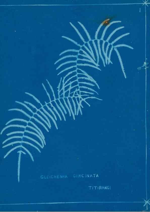 Reproducción/Reproduction 49805923566: [New Zealand ferns]. Auckland, New ZealandDobbie, H. B.1880. 