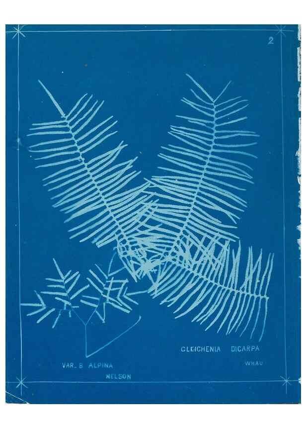 Reproducción/Reproduction 49806233882: [New Zealand ferns]. Auckland, New ZealandDobbie, H. B.1880. 