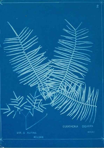 Reproducción/Reproduction 49806233882: [New Zealand ferns]. Auckland, New ZealandDobbie, H. B.1880. 