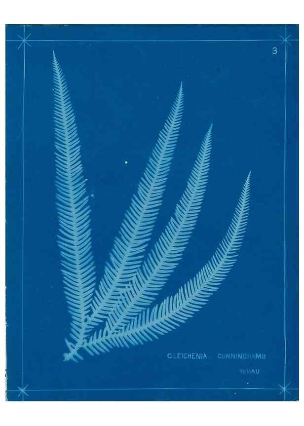 Reproducción/Reproduction 49805924576: [New Zealand ferns]. Auckland, New ZealandDobbie, H. B.1880. 