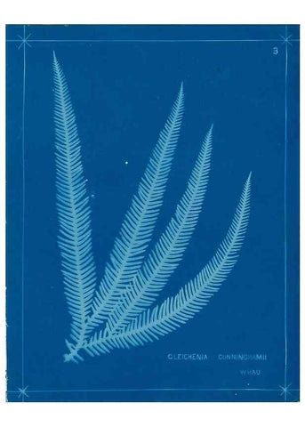 Reproducción/Reproduction 49805924576: [New Zealand ferns]. Auckland, New ZealandDobbie, H. B.1880. 