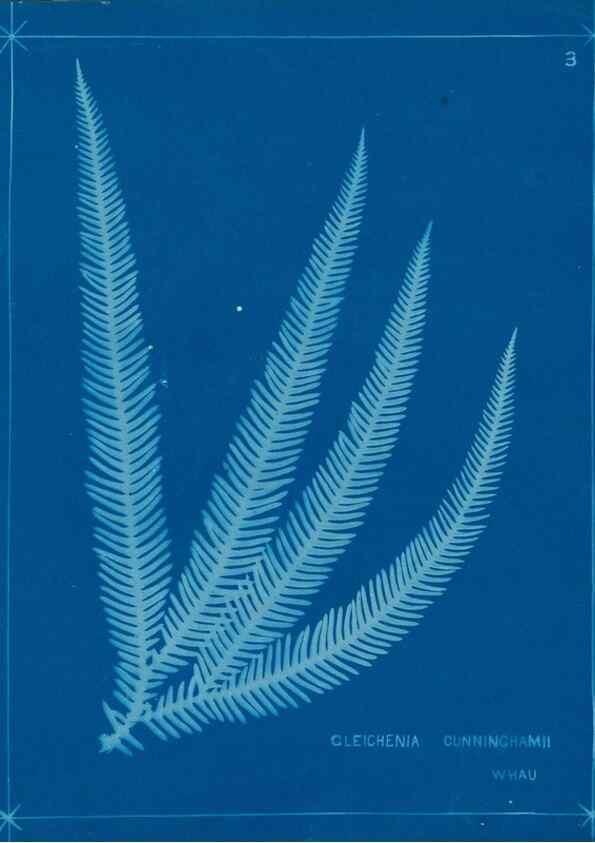 Reproducción/Reproduction 49805924576: [New Zealand ferns]. Auckland, New ZealandDobbie, H. B.1880. 